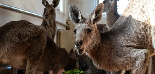 Тна Каролмен порно Порно-видео трикотаж ірі планда компиляция