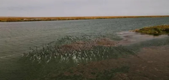 Шашты қынаптарды онлайн көру