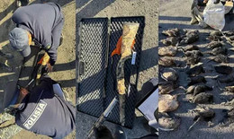 Әйелдің кискасына әр түрлі заттарды салып жатқан порно видеолар