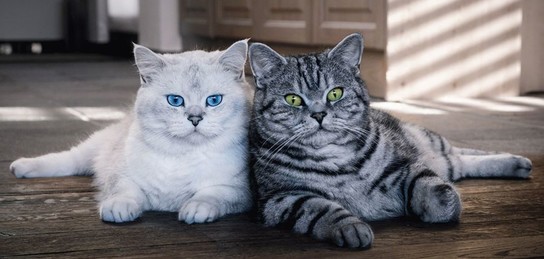 Жапондық порно бастық