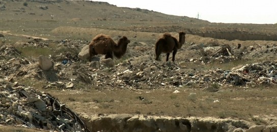 Жабайы тайпалардағы жыныстық қатынас