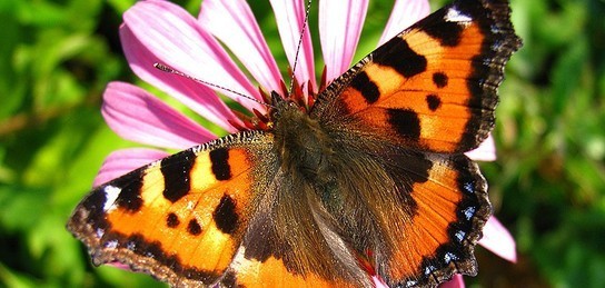 Әйел үйге сперматозоидпен келеді.