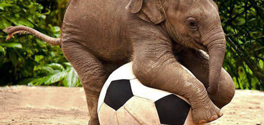 Әлемдегі ең жүнді кискалар (фото)