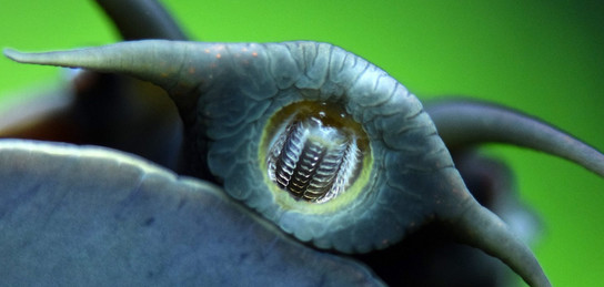 Жалаңаш семіз азиялық әйелдер фотосуреттері