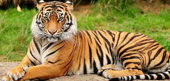 Тигра и лошадь Пржевальского внесли в список редких и