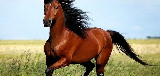 Гиннес рекордтарындағы порно Ас үйде жалаңаш