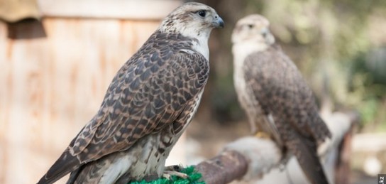 Пискадағы жасырын камера тампаксы