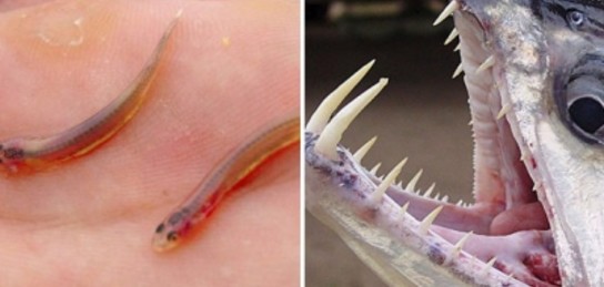 Қара шұлықтарда