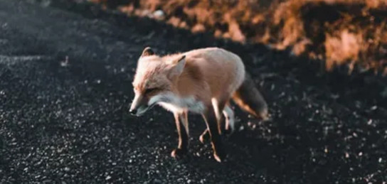 Моншадағы апам туралы әңгіме