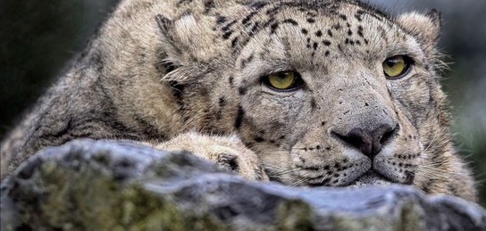 Саманта транссексуалы Мәскеу