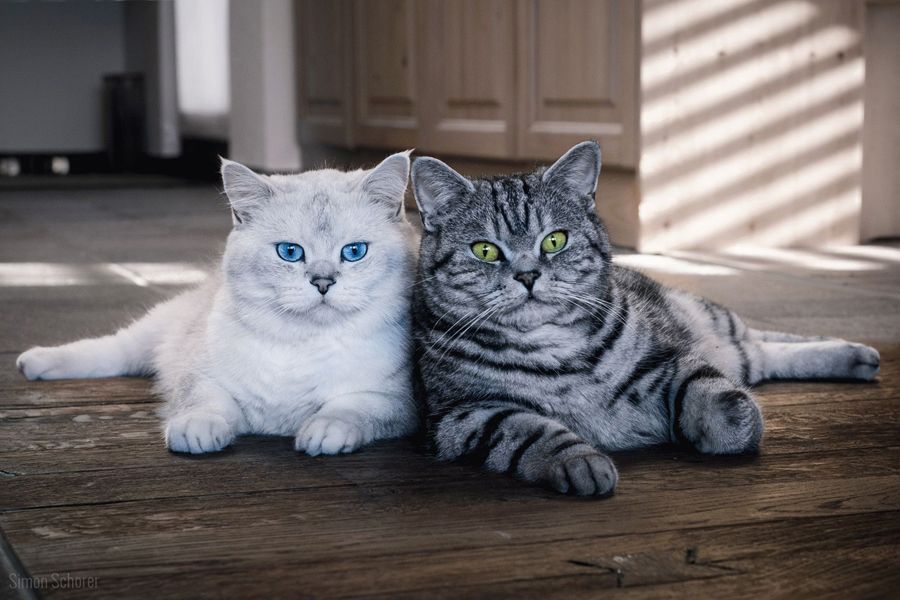 Анжелика орыс порно онлайн