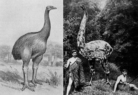 Қожайын құлдың жыныс мүшесін жұлып алды