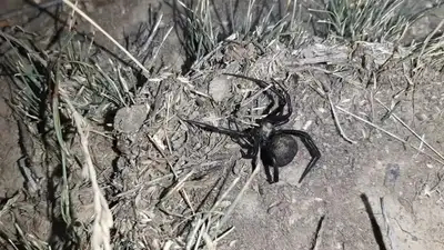 Үлкен қара әтештері бар порно