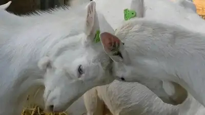 Русское порно видео: Дашаның папасының қыздары трахается