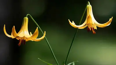 Хошой трахает құл порно