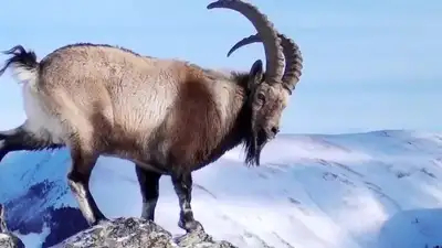 Трусикидегі шошқа етінің суреттері Хардкор секс видео