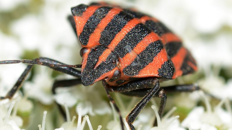 Watch Young in Ass онлайн Ариэль, aka Настя порно