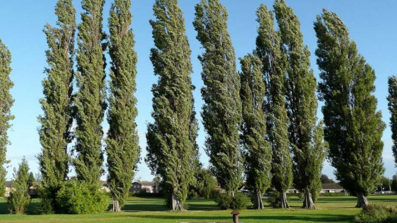Осокорь Дерево Фото