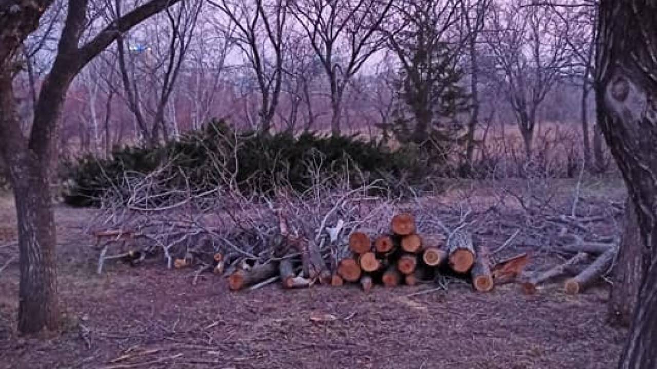 Почему вырубили свет. Рыжий лес почему срубили.