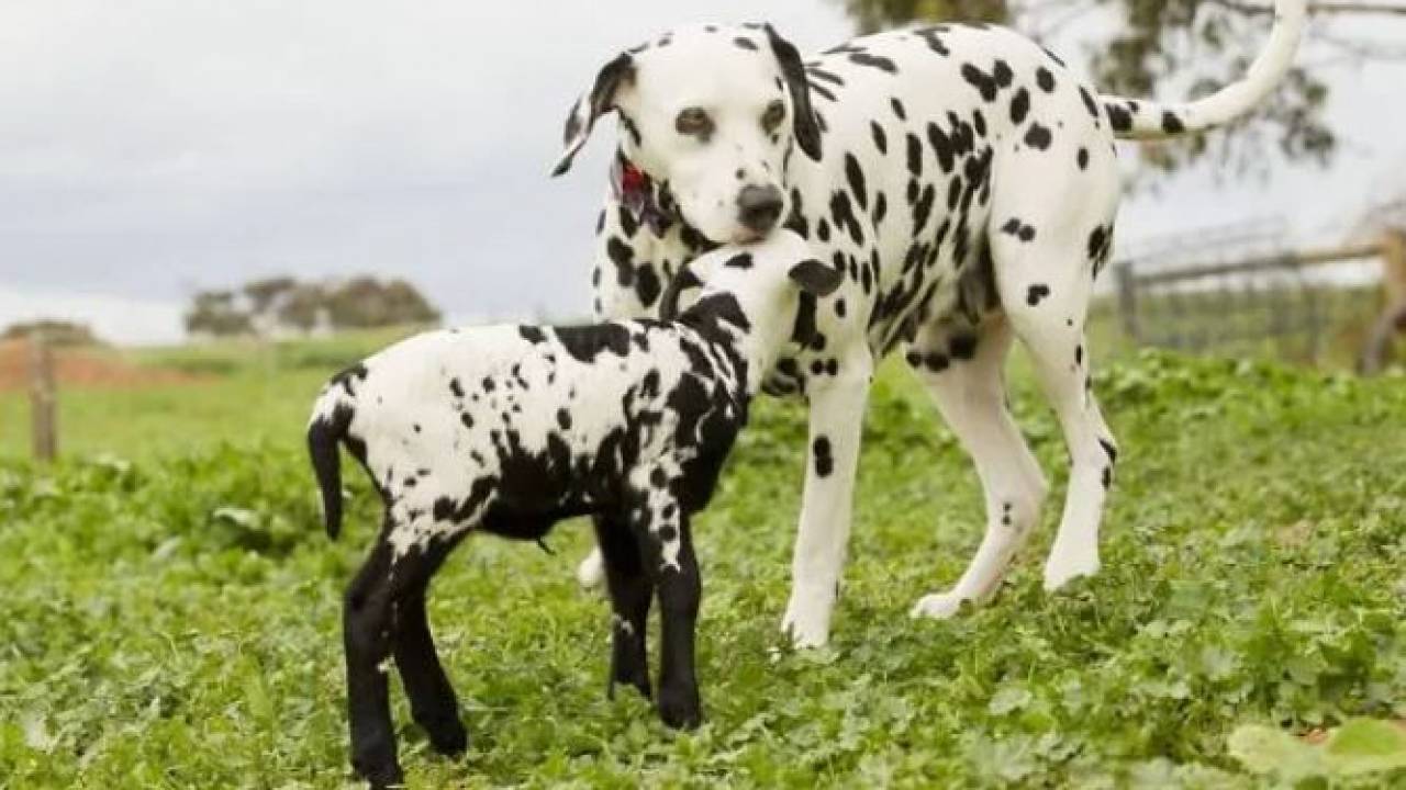 Кошки Коровы Собаки Фото