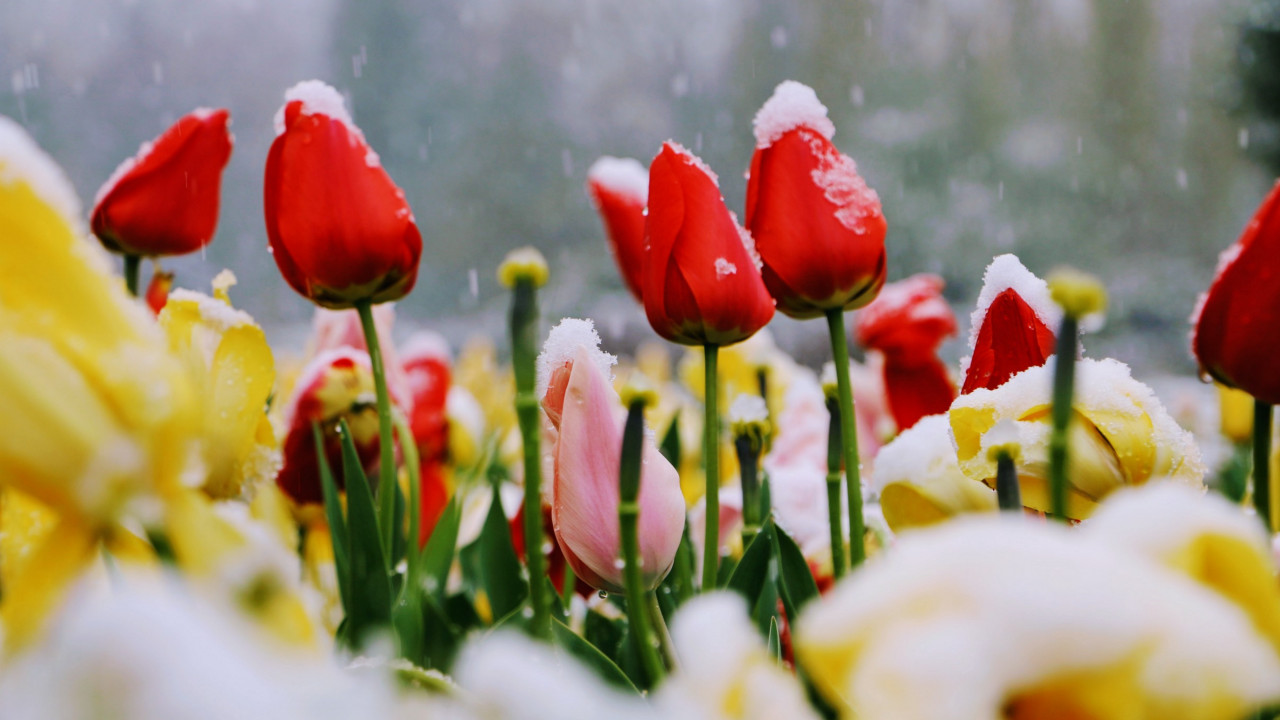 Открытка красные тюльпаны идёт снег