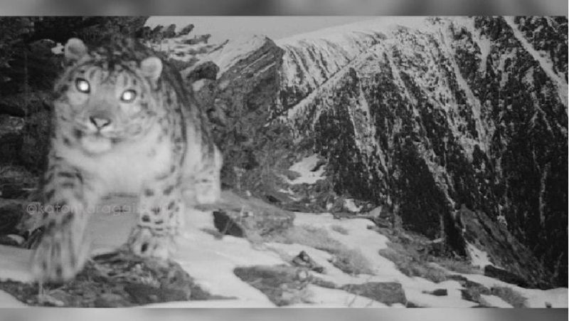 Юбка астындағы ит стилі