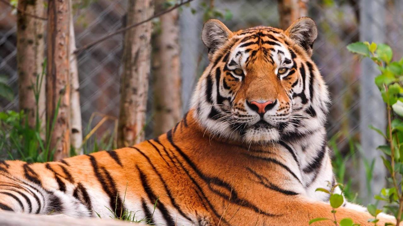 Что известно о туранском тигре, которого обсуждали Токаев и Путин