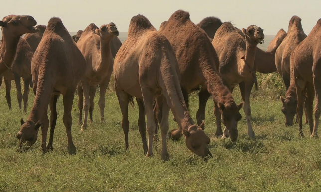 Оқ шәует Оқ шәует