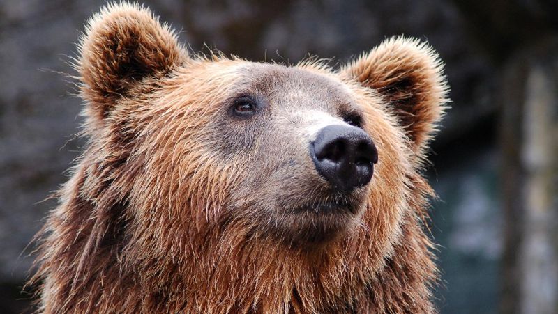 Тяньшанский бурый медведь попал в фотоловушку