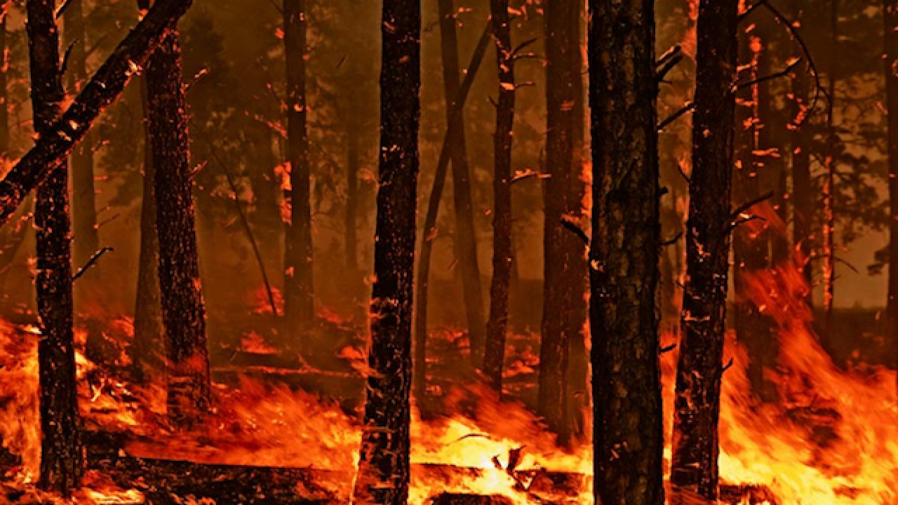 Пожар в лесу HD