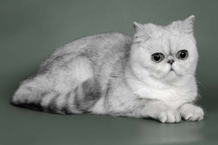 Қара порно ең үлкен мүшесі