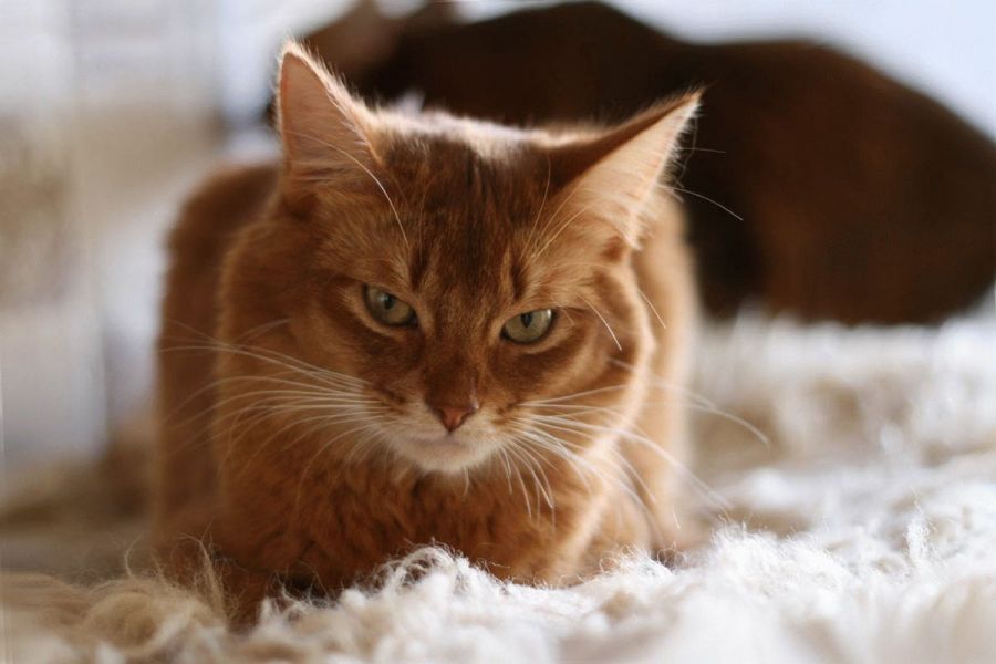 Фотосы Оля попуга