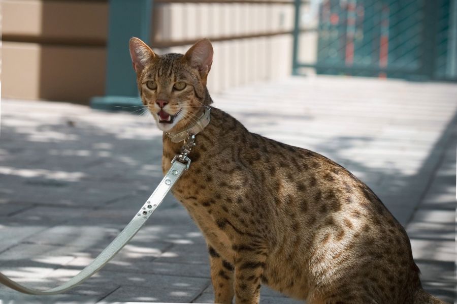 Нарутодан Конохамару бейнеленген порно видео Корреспонденцияның порно видеосы