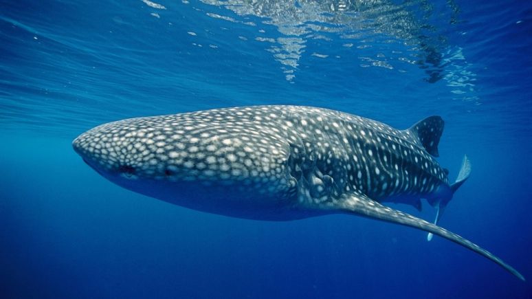 Порно видео: Ұл анамның жопы